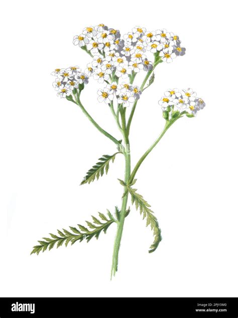 Yarrow Or Achillea Millefolium Antique Hand Drawn Field Flowers Illustrationvintage And