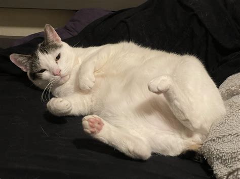 Please Do Not The Cat Catsoftwitter Cute Rbutterjack