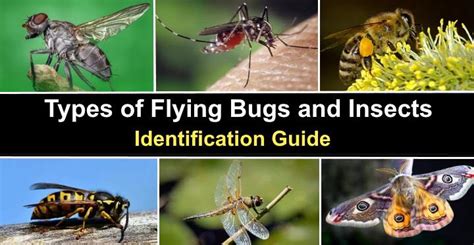 Types Of Flying Bugs And Insects With Pictures Identification Guide