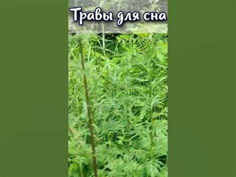 Травы для сна - YouTube