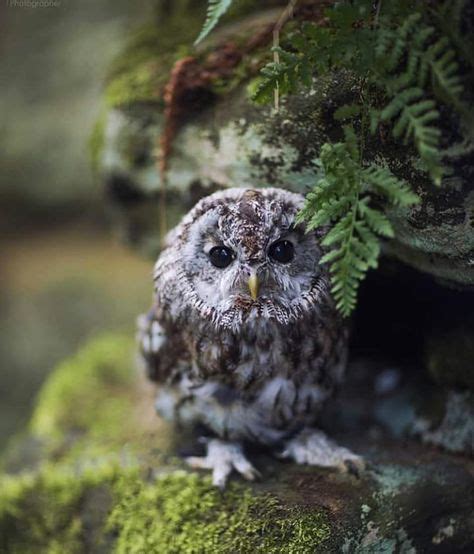 12 Best Baby owls images | Beautiful owl, Pet birds, Animals beautiful