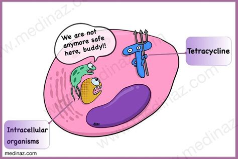 Tetracycline Antibiotics Uses Mechanism Of Action Side Effects Artofit