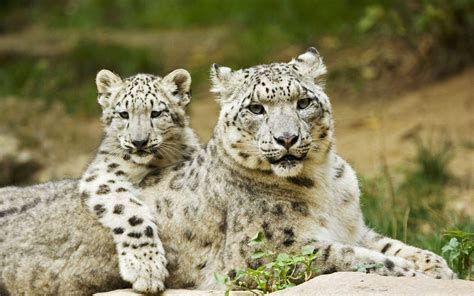 baby snow leopard wallpapers wallpaper cave