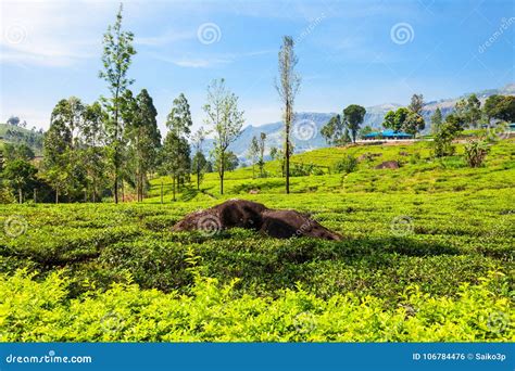 Nuwara Eliya Tea Plantation Stock Photo - Image of farm, eliya: 106784476