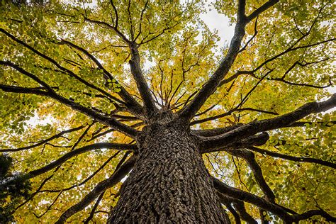 Tree Crown Reduction Benefits Troy Il Tree Trimming