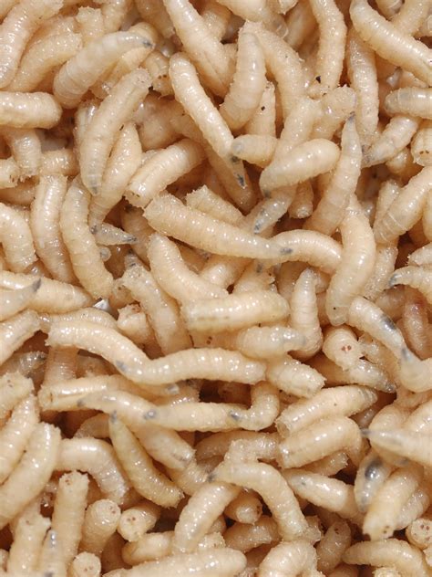 What Do Maggots Look Like Cheap Sale Cityofclovis Org