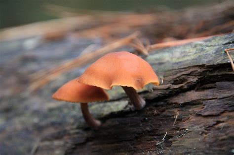 Ontario Nature Champignon Photo Gratuite Sur Pixabay Pixabay