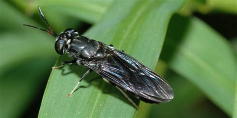 Insect farming - Edible Insects News