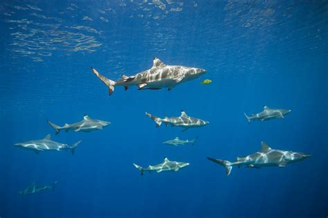 Blacktip Sharks - Facts, Diet & Habitat Information