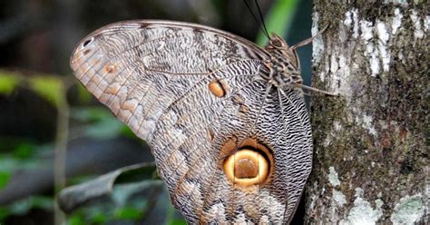 Borboleta Coruja Grande 125933 Biofaces Bring Nature Closer