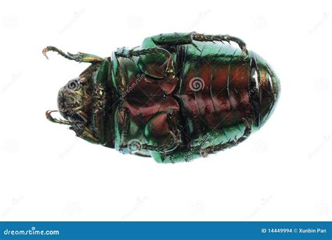 Scarab Beetle. Life Cycle Royalty-Free Stock Image | CartoonDealer.com ...