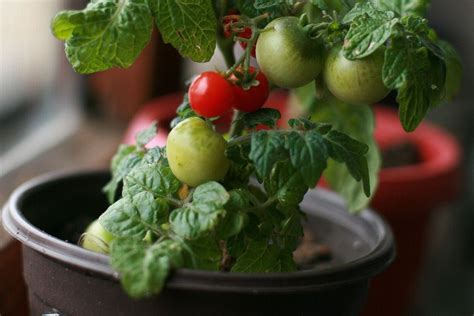 8 Best Tomato Varieties to Grow Indoors