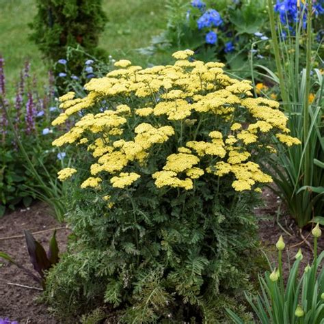 yarrow varieties   vibrant  maintenance garden garden