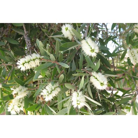 Melaleuca Leucadendra