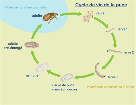 Cycle De Vie De La Puce Quel Impact Sur Le Traitement Anti Puces