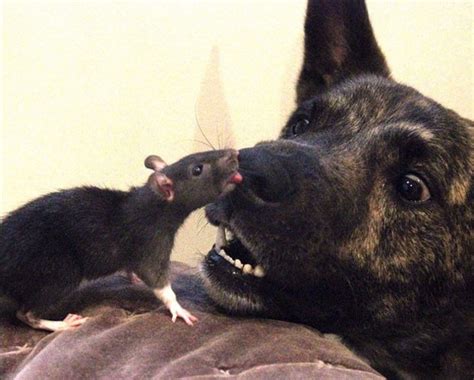 Rato Têm Medo De Cachorro - G1 - Cachorro e rato viram melhores amigos e fazem sucesso na internet ...