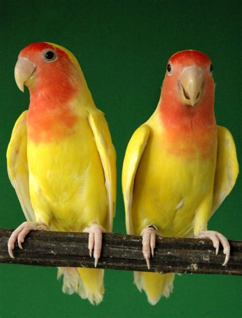 Lutino Peach Faced Roseicollis Lovebird Gold Crest Aviary Inc