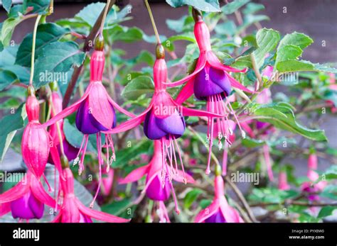 Flowers Of Fuchsia Dollar Princess Stock Photo Alamy