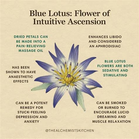 Blue Lotus Flower Of Intuitive Ascension The Alchemists Kitchen Magic Herbs Healing Herbs