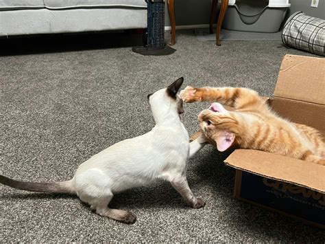 dinovite for cats 1