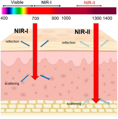 Comparison Of Nir Ii And Nir I Imaging Techniques 45 Download