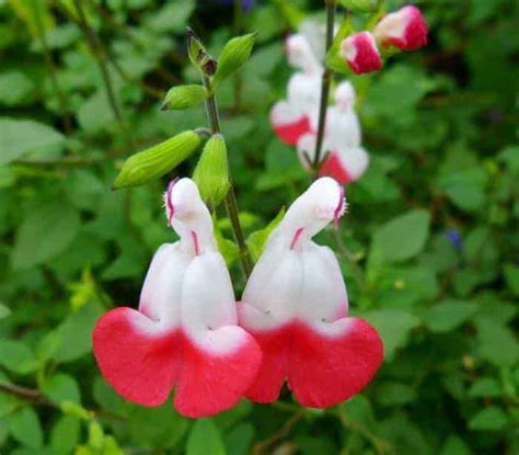 Hot Lips Sage Salvia Microphylla Garden View Landscape Nursery And Pools