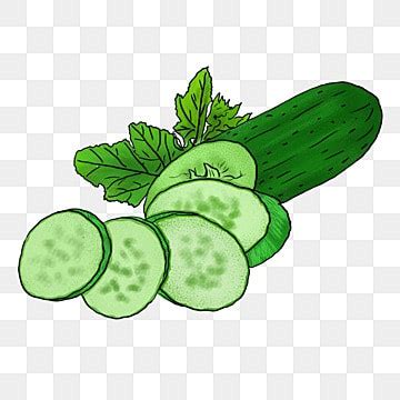 Cucumbers Drawing PNG Transparent Images Free Download | Vector Files ...