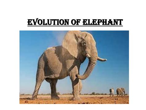 SOLUTION: Evolution of elephant - Studypool