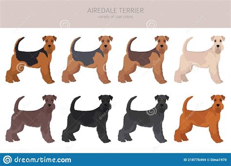 Airedale Terrier All Colours Clipart Different Coat Colors Set Stock