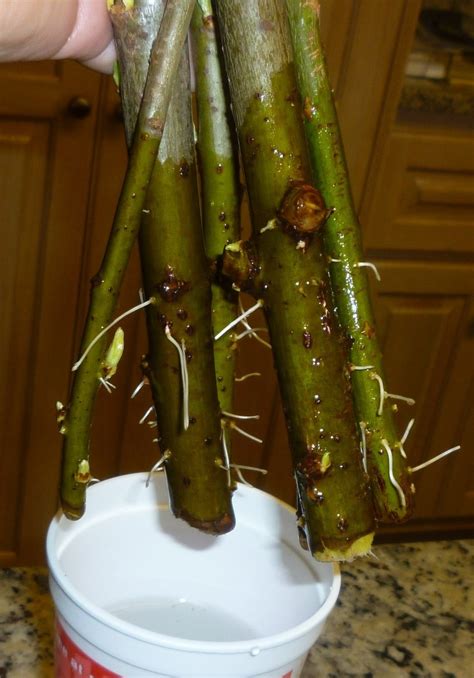 Cheryl S 2 Cents Worth Growing Pussy Willows And Curly Willows