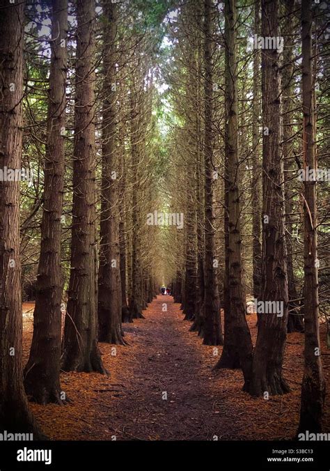 November In The Woods Stock Photo Alamy