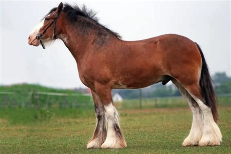 Clydesdale Horse Breed Care Cost And History Currentyear Horses Only