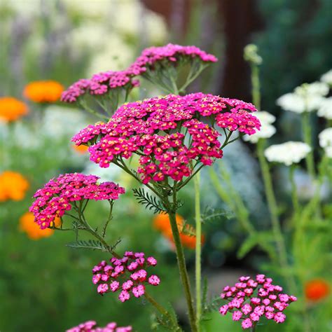 Krwawnik Pospolity Cerise Queen Achillea R Owy Kwiat Wszystko