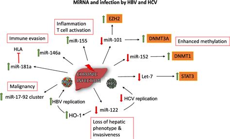 Figure 1 From Microrna Responses To Environmental Liver Carcinogens