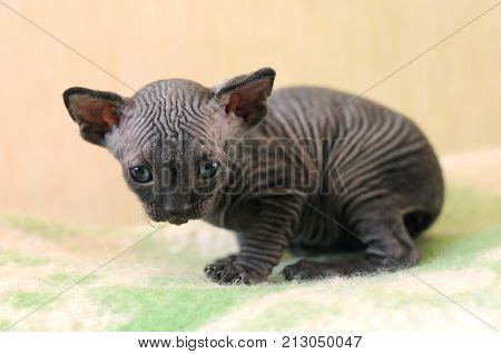 Bald Cat Closeup Image Photo Free Trial Bigstock