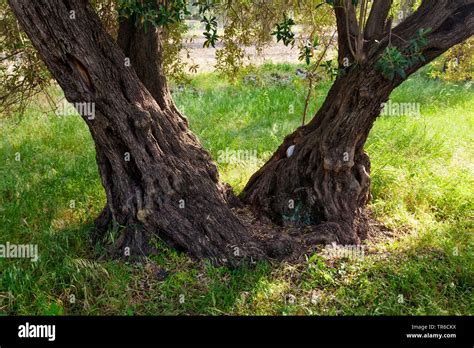 Olive Trees Hi Res Stock Photography And Images Alamy