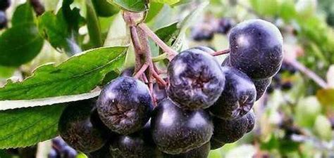 Черноплодка, ирга, рябина красная из питомника рас купить | Растения ...