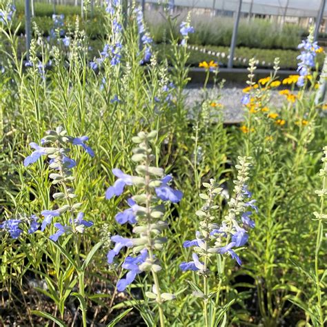 Salvia Azurea Blue Sage Cavanos Perennials