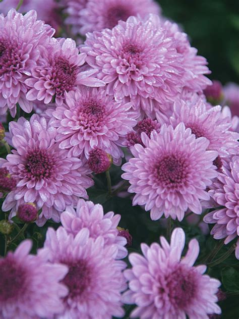 Chrysanthemum Grandchild Bluestone Perennials