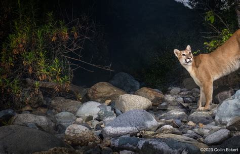 How Many Mountain Lions Are In California Mountain Lion Foundation