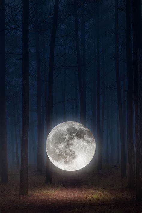 Forest Moon | Forest moon, Fantasy tree, Full moon pictures