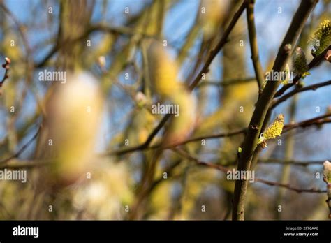 Spring Awakes From Winter Dream Pussy Willow Catkins Bloom Goat Willow Branches Of Willow