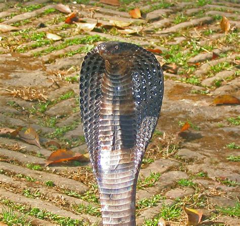 King Cobra | Thats a real Cobra, and I was crazy enough to … | Flickr