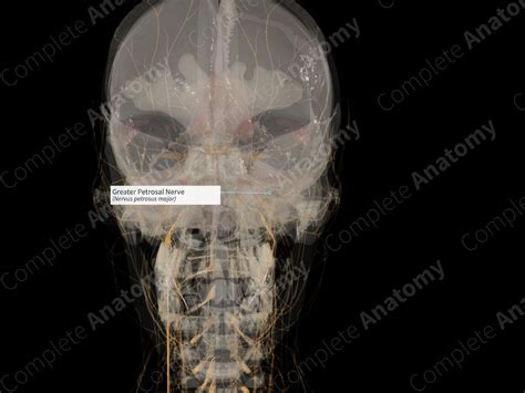 Greater Petrosal Nerve (Left) | Complete Anatomy