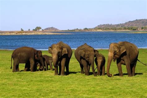 Wattala Safari D Une Demi Journ E Au Parc National De Yala Au D Part