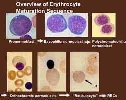 Hematopoiesis Flashcards Quizlet