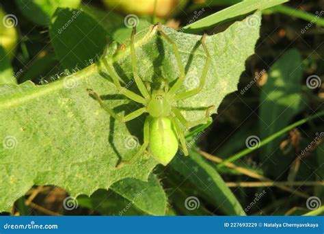 Aranha Verde De Jardim - Aranha Verde No Jardim Em Folha Fechada Imagem de Stock - Imagem de ...