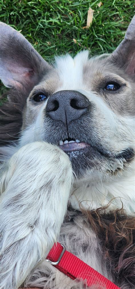Casper Humane Society | Casper WY
