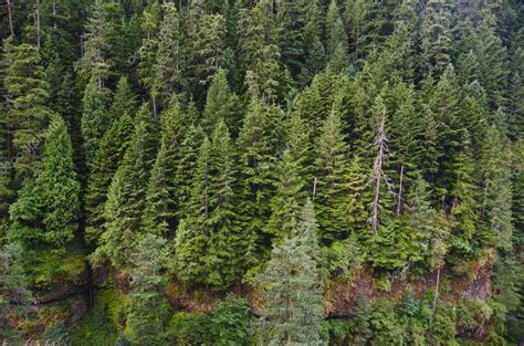 Douglas Fir Forest