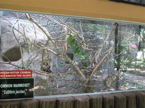 Cage For Common Marmoset Callithrix Jacchus Zoochat